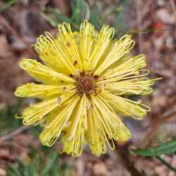 spinulosa var cunninghamii